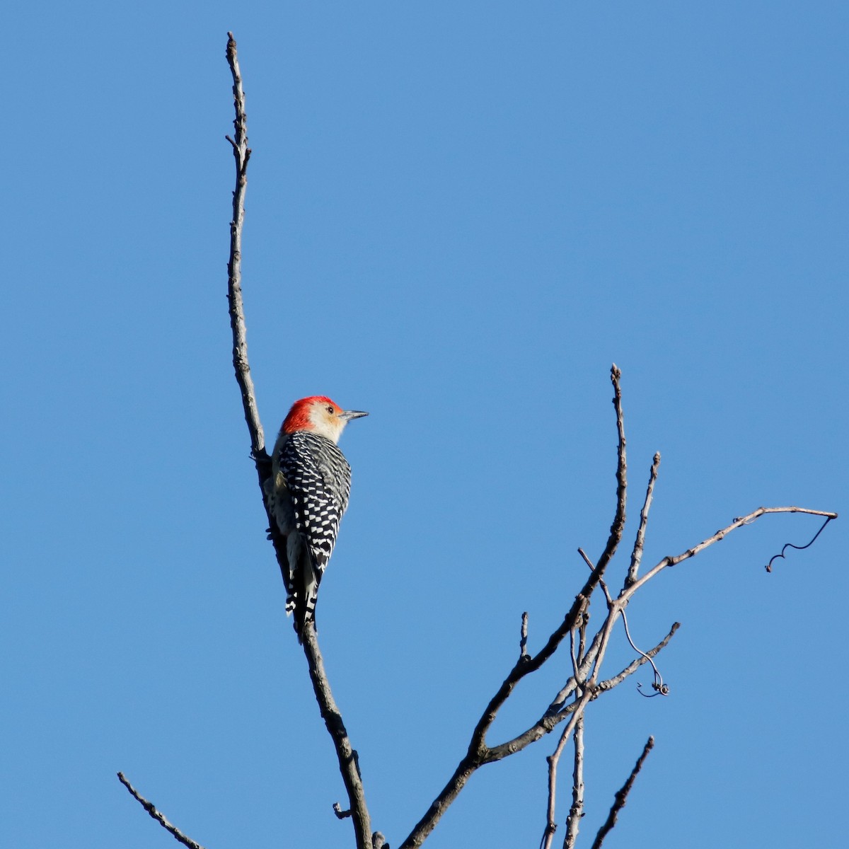 Red-bellied Woodpecker - Mary Erickson