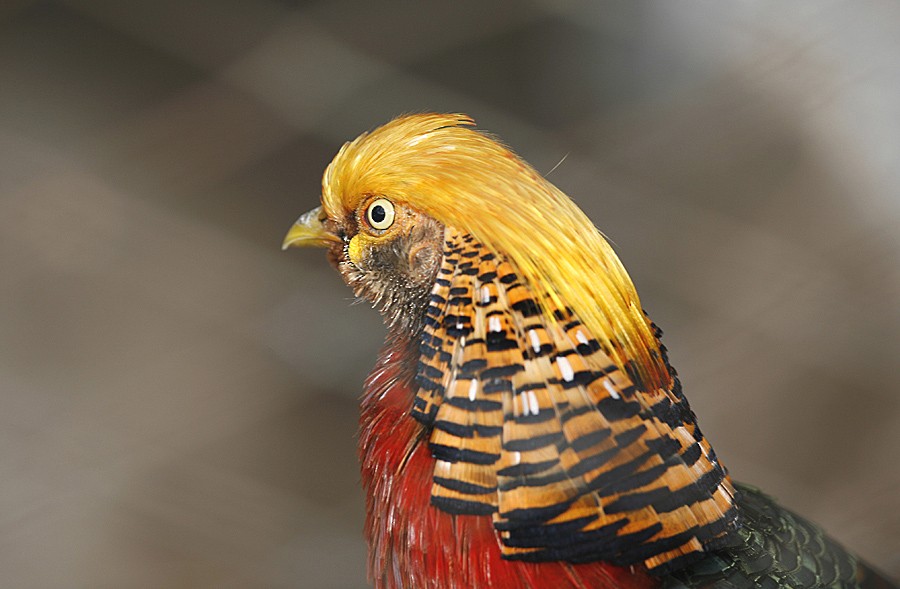 Golden Pheasant - raniero massoli novelli