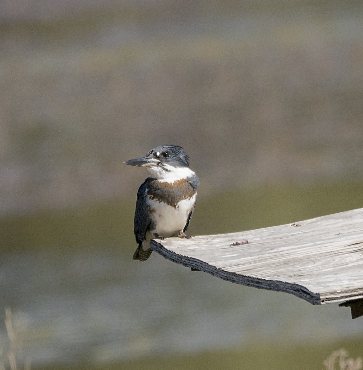 Belted Kingfisher - Terry  Hurst