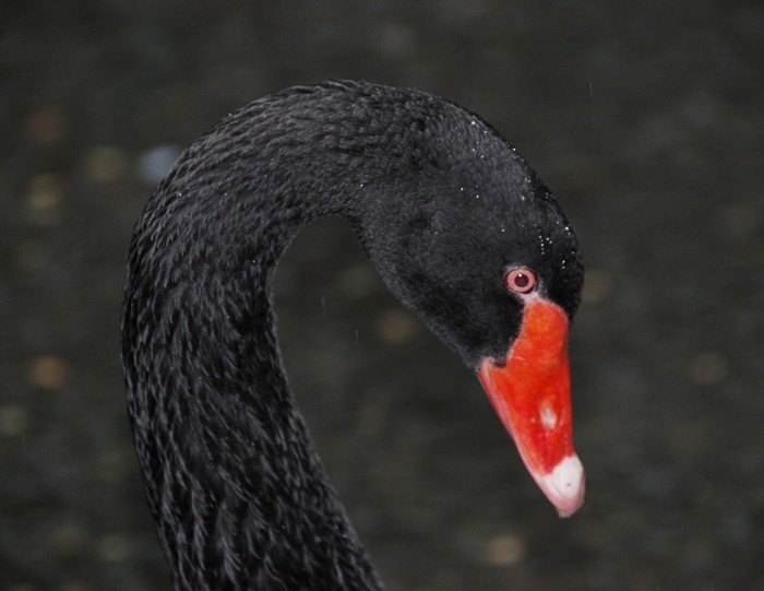 Black Swan - Igmar Grewar