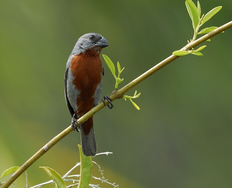 Chestnut-bellied Seedeater - Anselmo  d'Affonseca