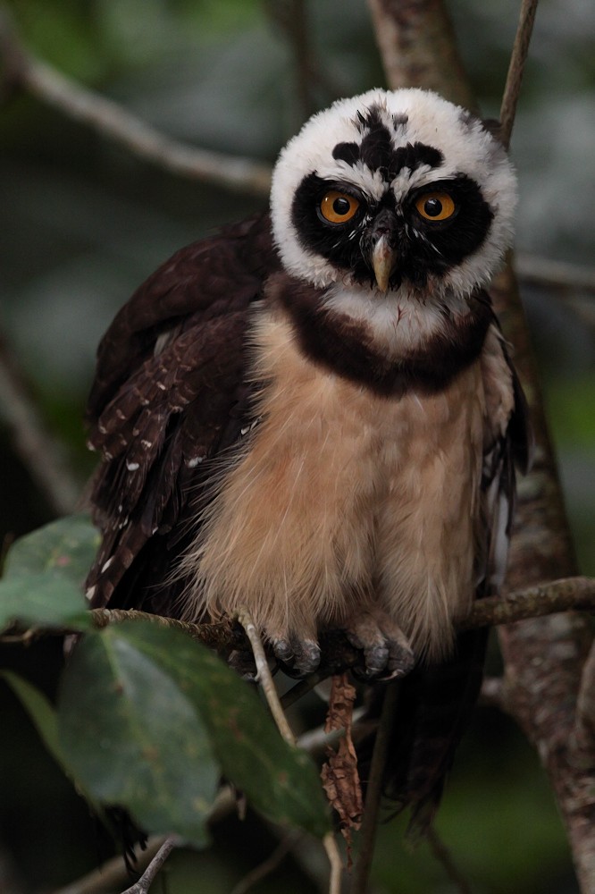 Spectacled Owl - Anselmo  d'Affonseca