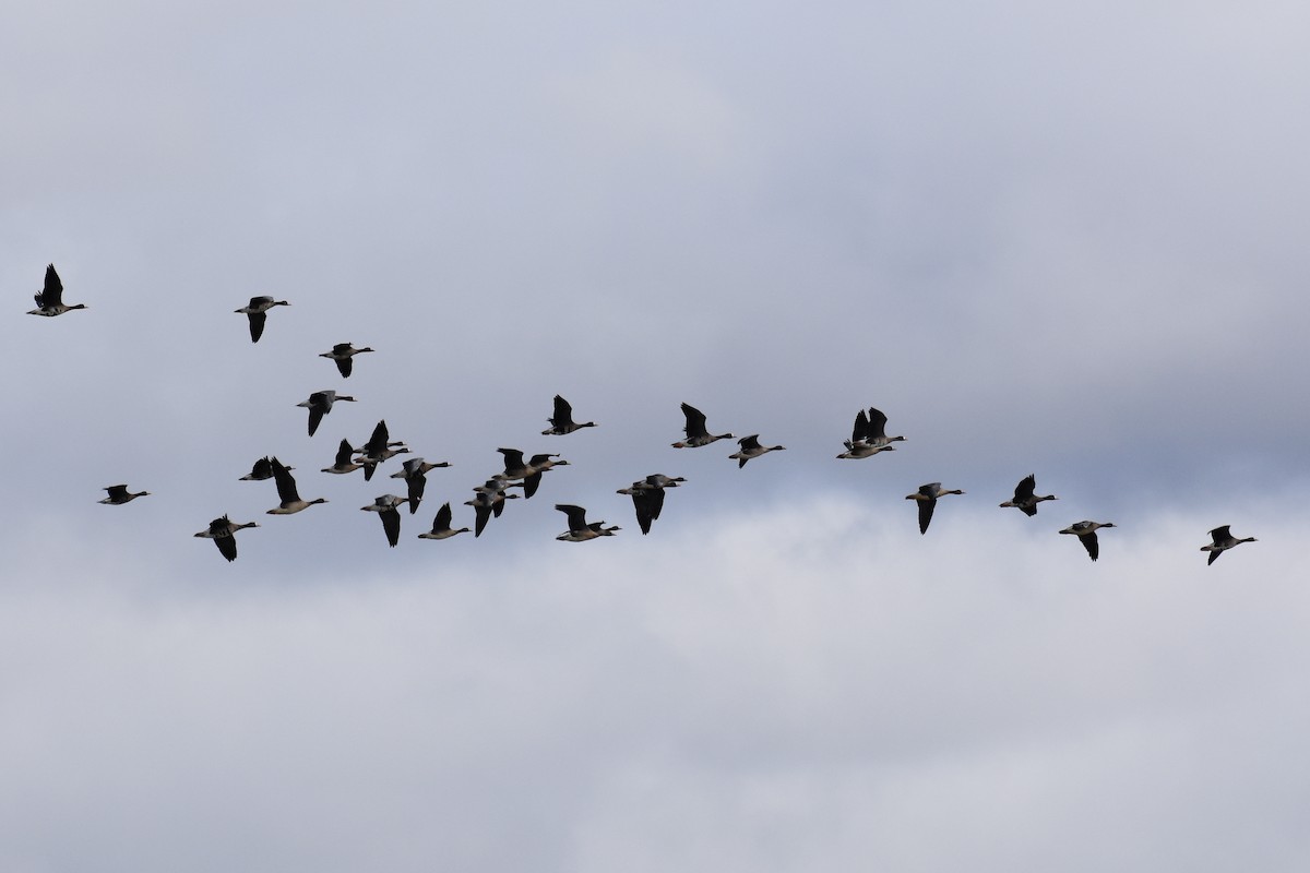 Greater White-fronted Goose - ML70316041