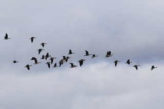 Greater White-fronted Goose, ML70316041
