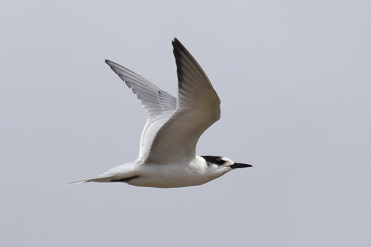 Common Tern - Nick Moore