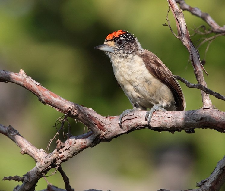 White-bellied Piculet (White-bellied) - Anselmo  d'Affonseca