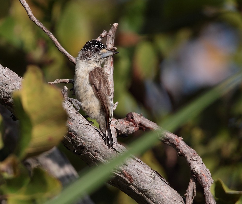 White-bellied Piculet (White-bellied) - ML703164