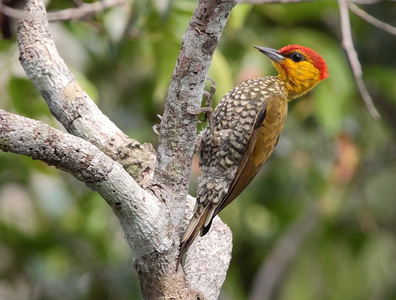 Yellow-throated Woodpecker - ML703168