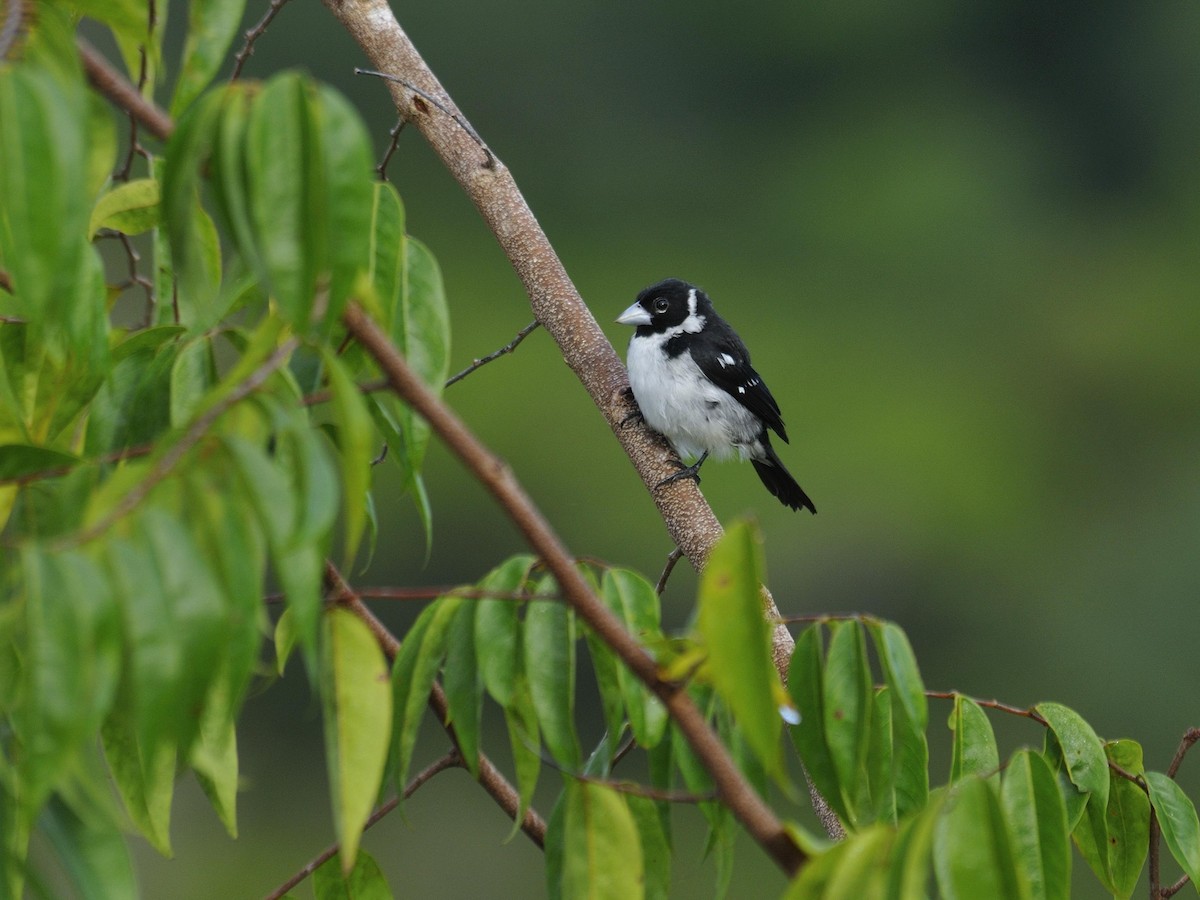 White-naped Seedeater - ML703173