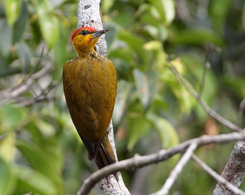 Yellow-throated Woodpecker - ML703183