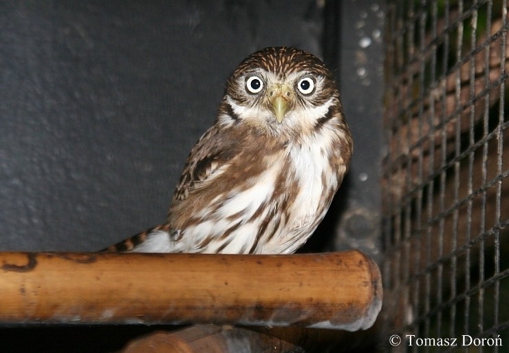 Peruvian Pygmy-Owl - Tomasz Doroń