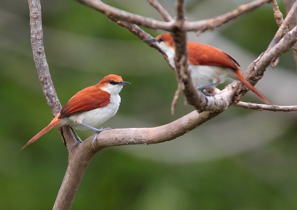 Red-and-white Spinetail - ML703204