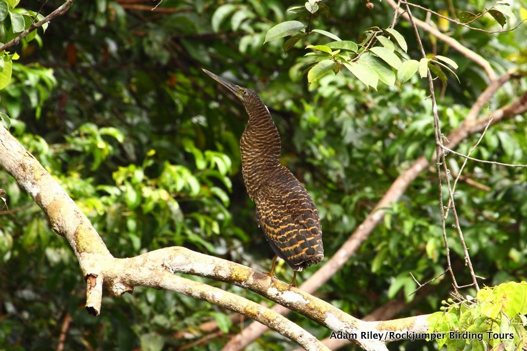 White-crested Tiger-Heron - ML703210