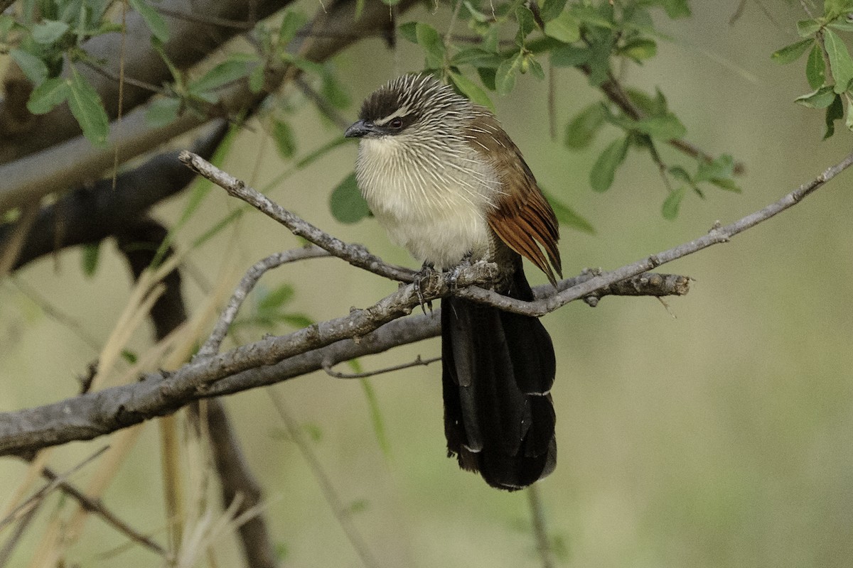 White-browed Coucal - ML70322221