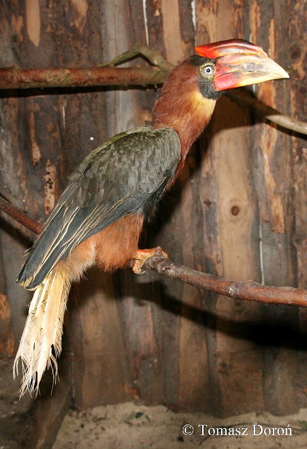 Rufous Hornbill (Southern) - Tomasz Doroń
