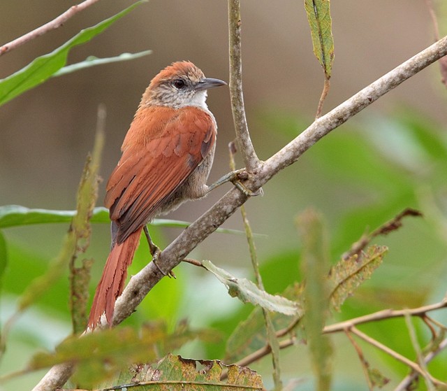 Parker's Spinetail - Anselmo  d'Affonseca