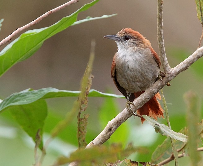 Parker's Spinetail - Anselmo  d'Affonseca