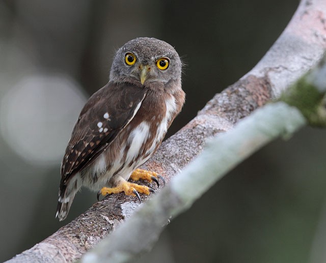 Amazonian Pygmy-Owl - ML703248