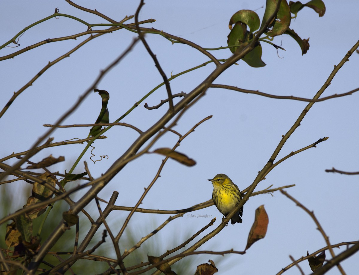 Cape May Warbler - ML70327571