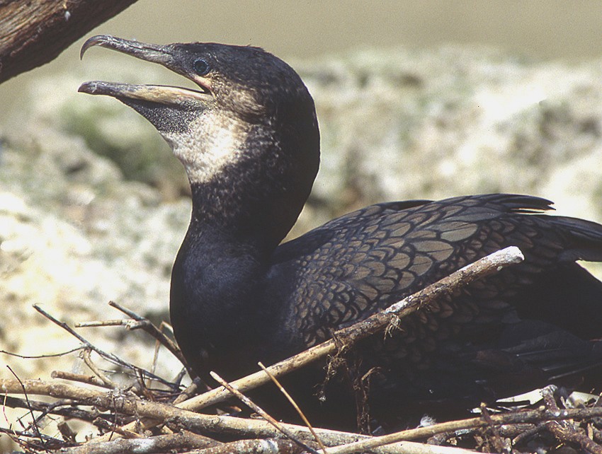 Great Cormorant (North Atlantic) - raniero massoli novelli