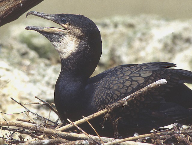  - Great Cormorant (North Atlantic) - 