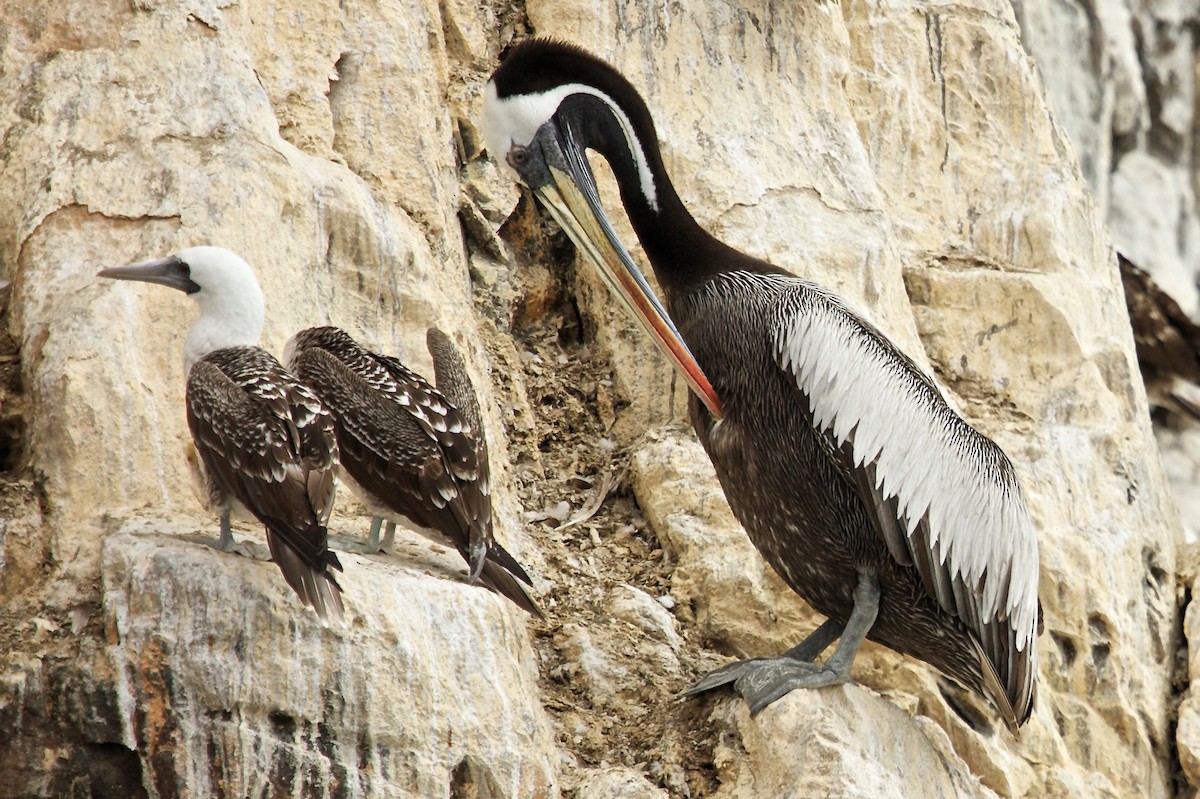 Peruvian Pelican - Mike Andersen
