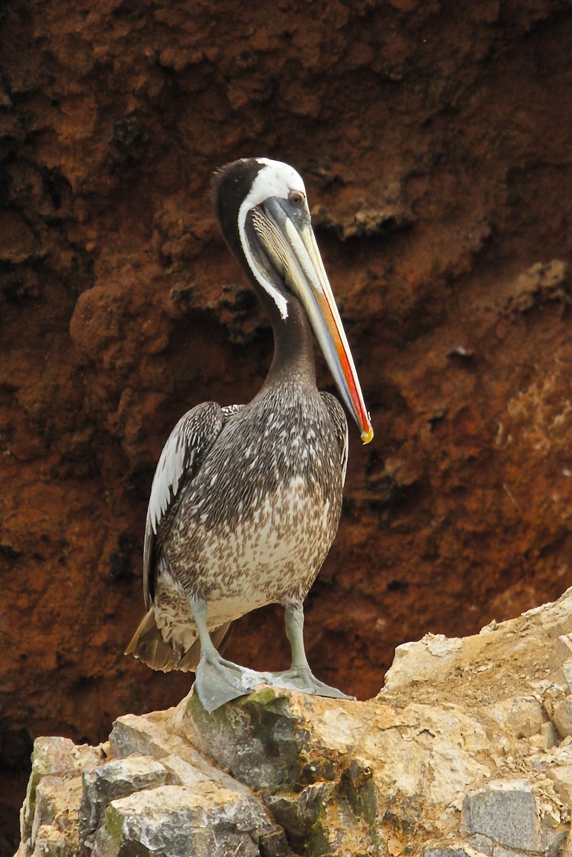 Перуанский пеликан - ML70327751