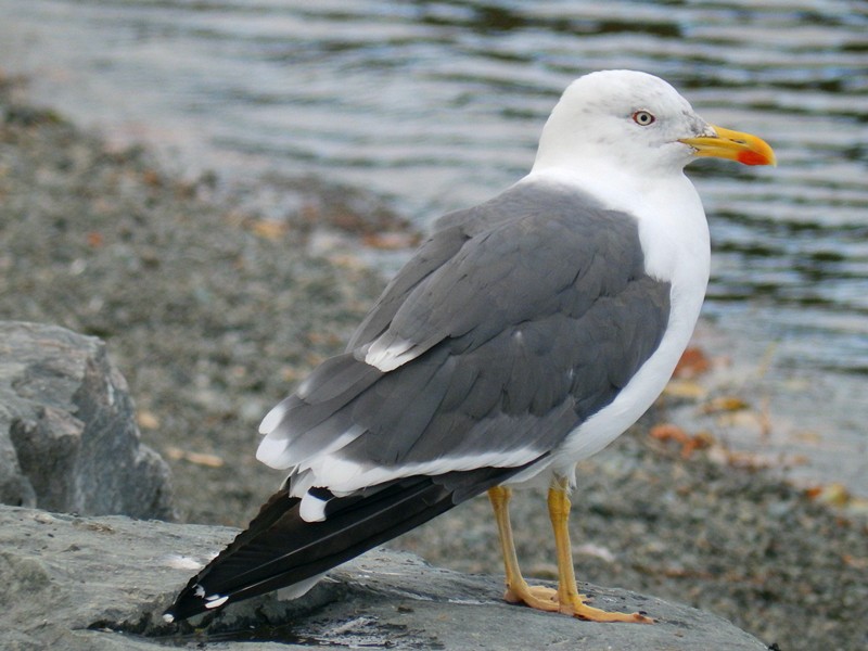 Lesser Black-backed Gull - ML70328181