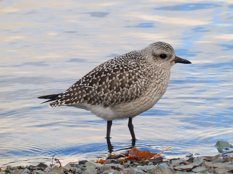 Black-bellied Plover - Lancy Cheng