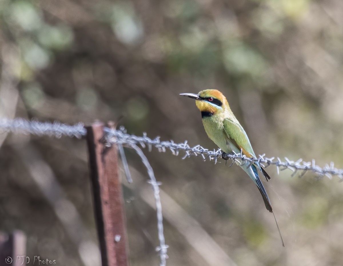 Rainbow Bee-eater - ML70329081