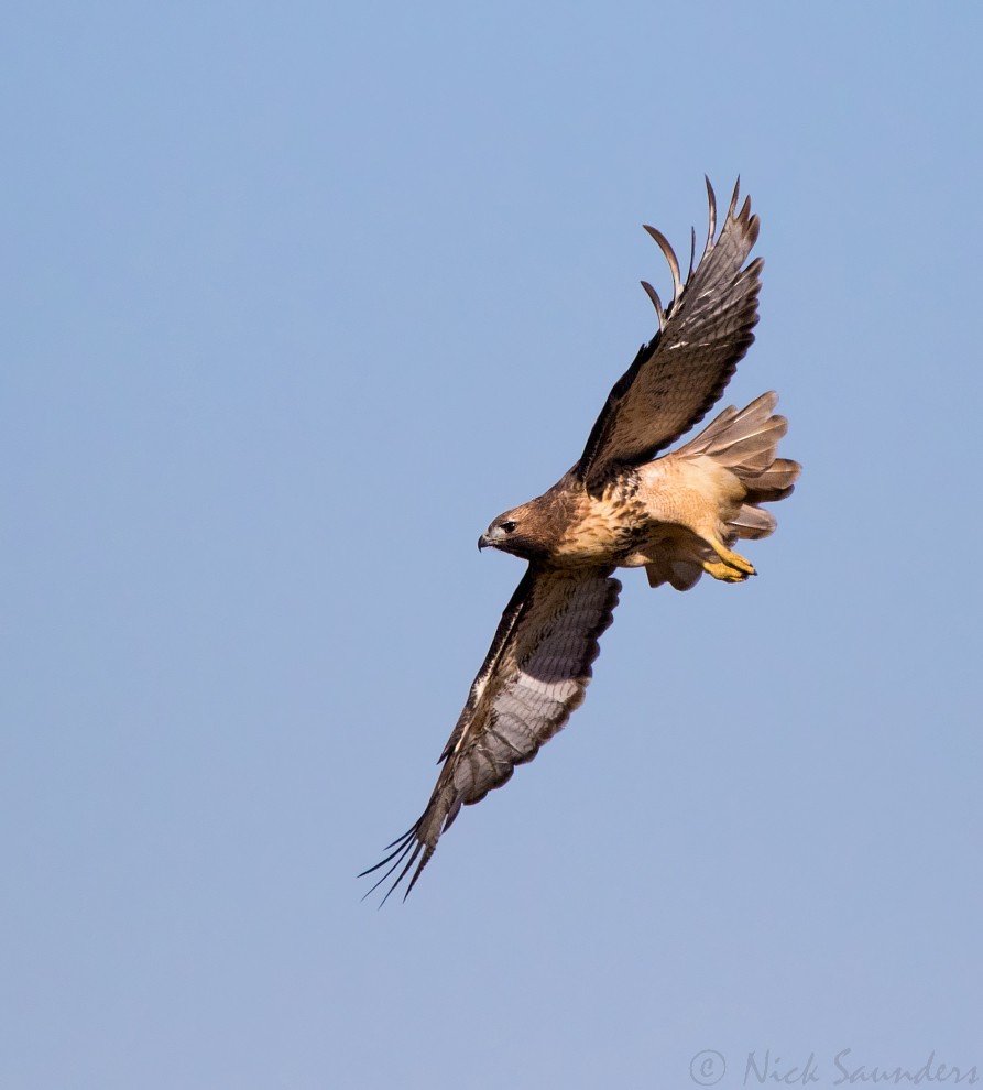 Red-tailed Hawk - ML70329391