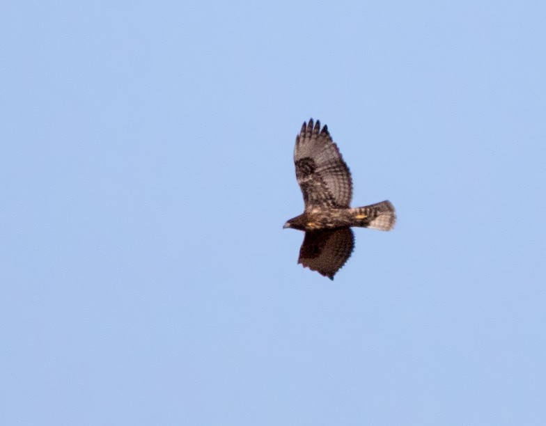 Red-tailed Hawk (Harlan's) - ML70329671