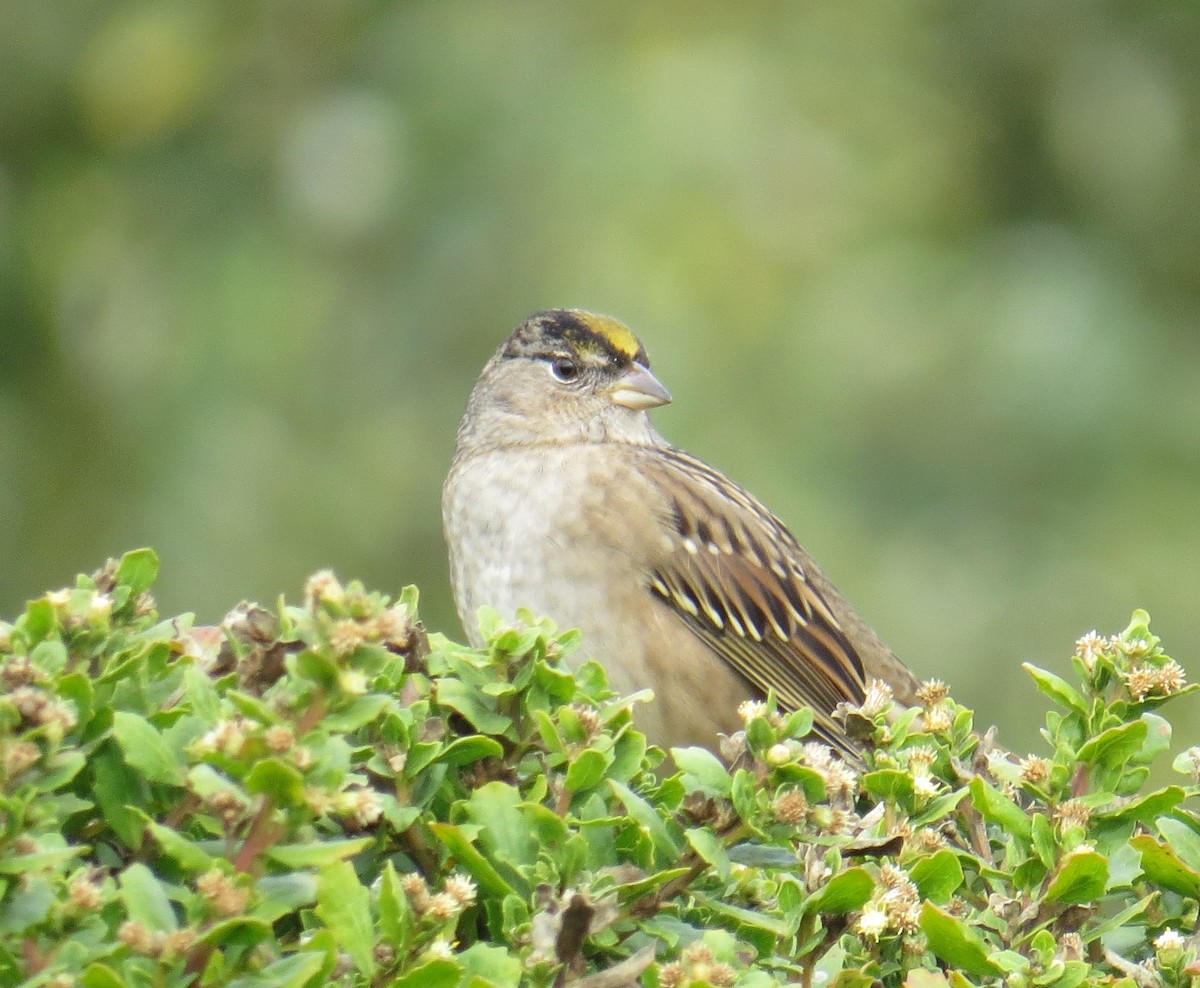 Golden-crowned Sparrow - Chris O'Connell