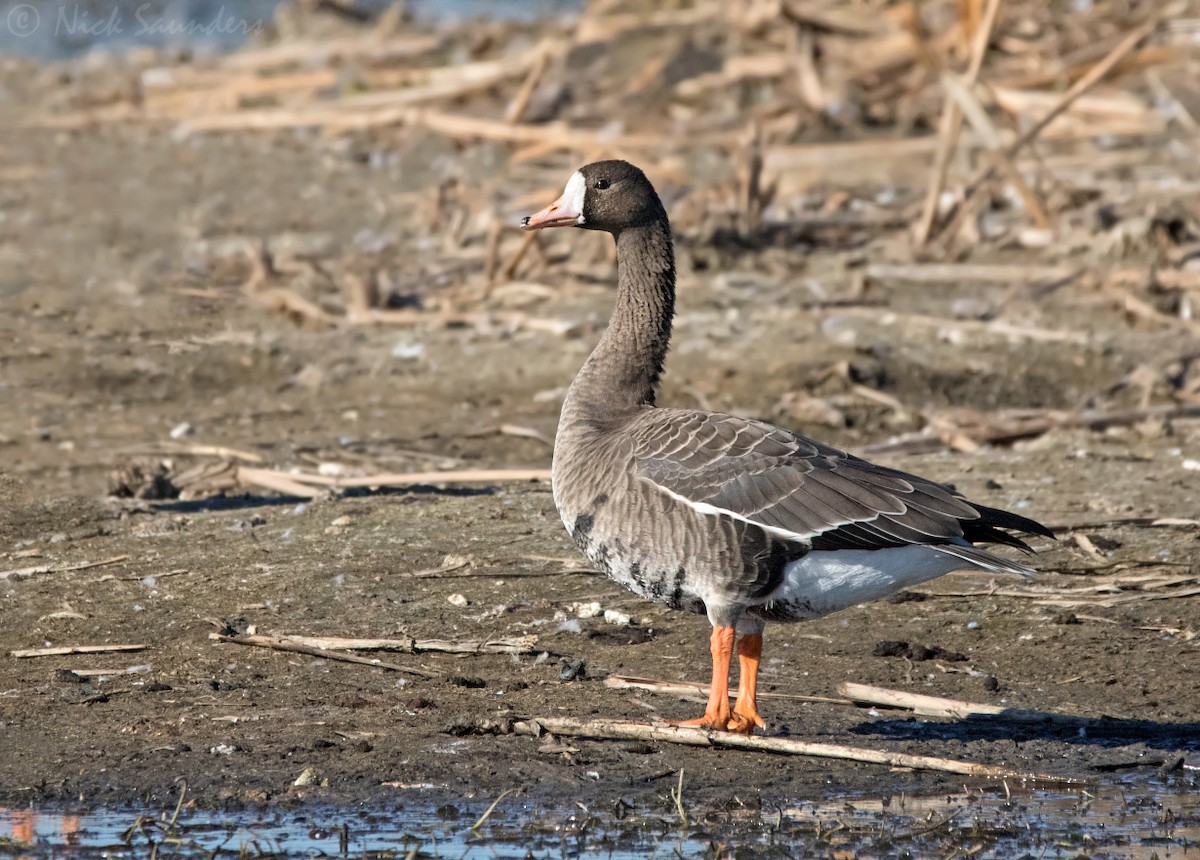Greater White-fronted Goose - ML70330021