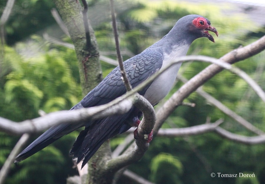 Papuan Mountain-Pigeon - Tomasz Doroń
