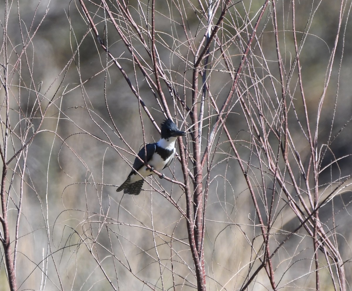 Belted Kingfisher - ML70330541
