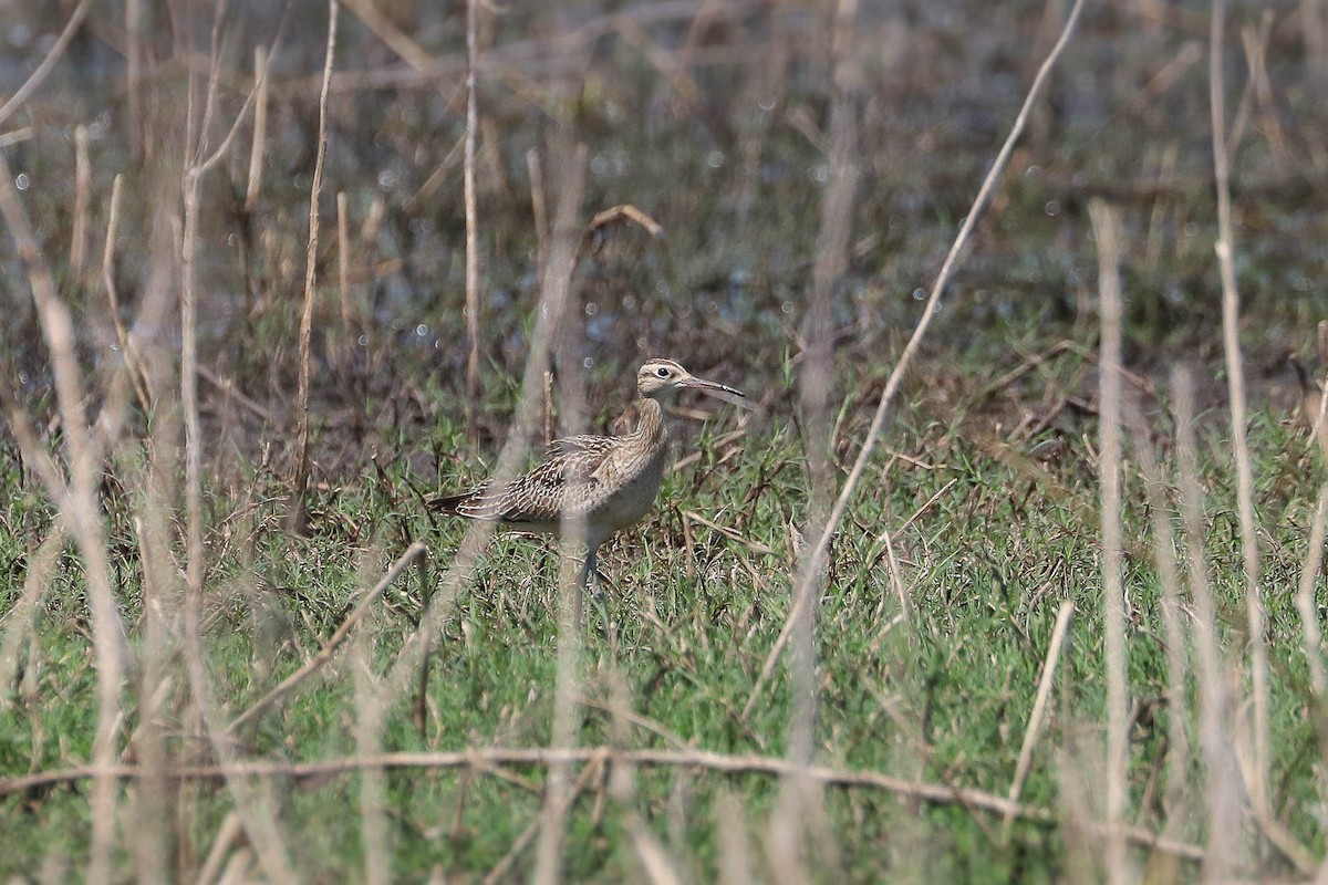 Little Curlew - Ged Tranter