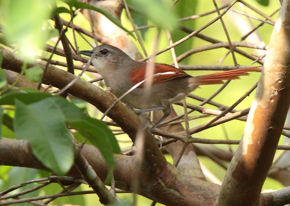 Plain-crowned Spinetail - Anselmo  d'Affonseca