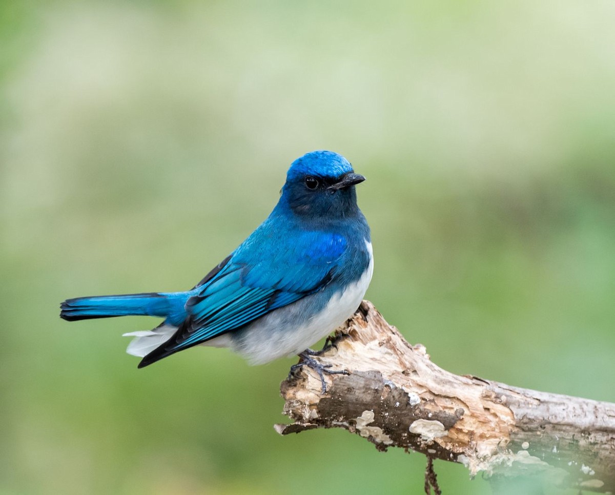 Blue-and-white Flycatcher - ML70331661