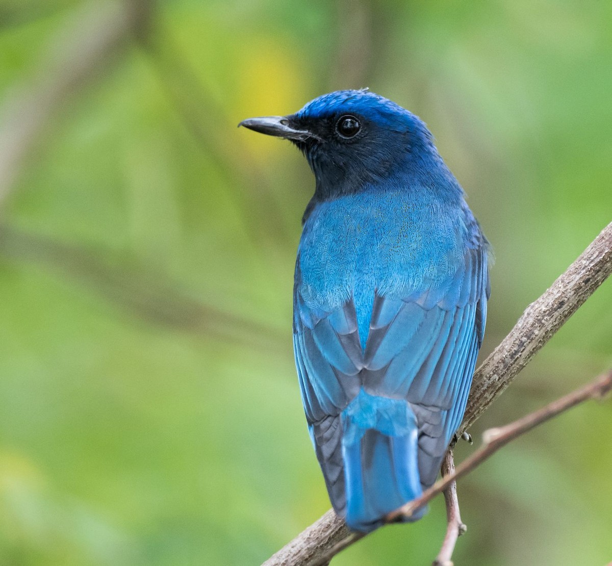 Blue-and-white Flycatcher - ML70331681