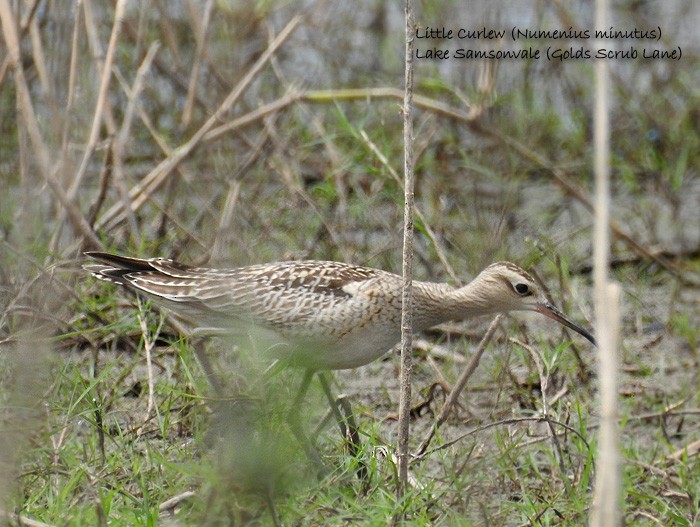 Little Curlew - Marie Tarrant