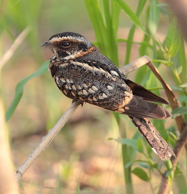 Spot-tailed Nightjar - Anselmo  d'Affonseca