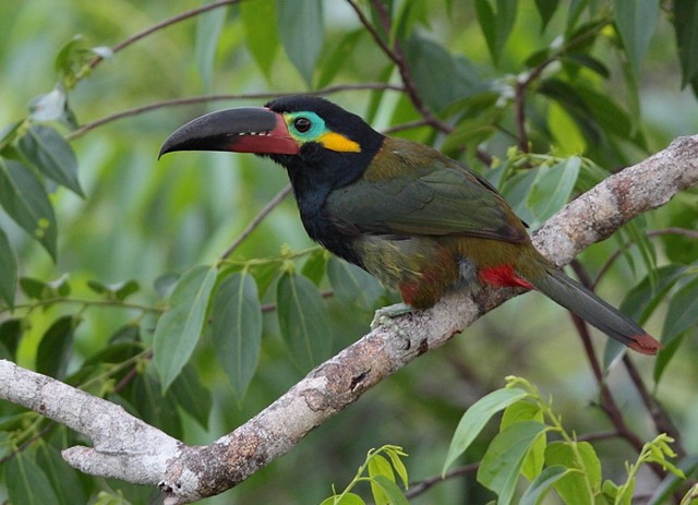 Guianan Toucanet Ebird