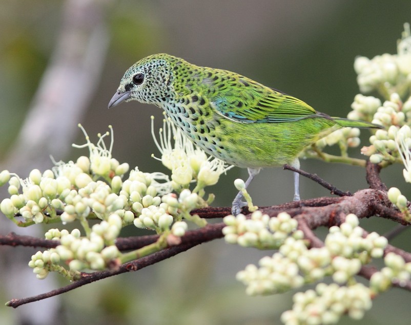 Spotted Tanager - Anselmo  d'Affonseca