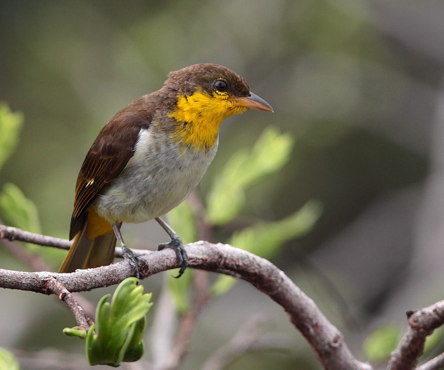 Yellow-backed Tanager - Anselmo  d'Affonseca