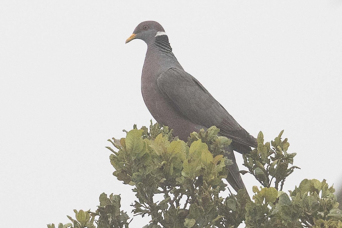 Band-tailed Pigeon - ML70334591