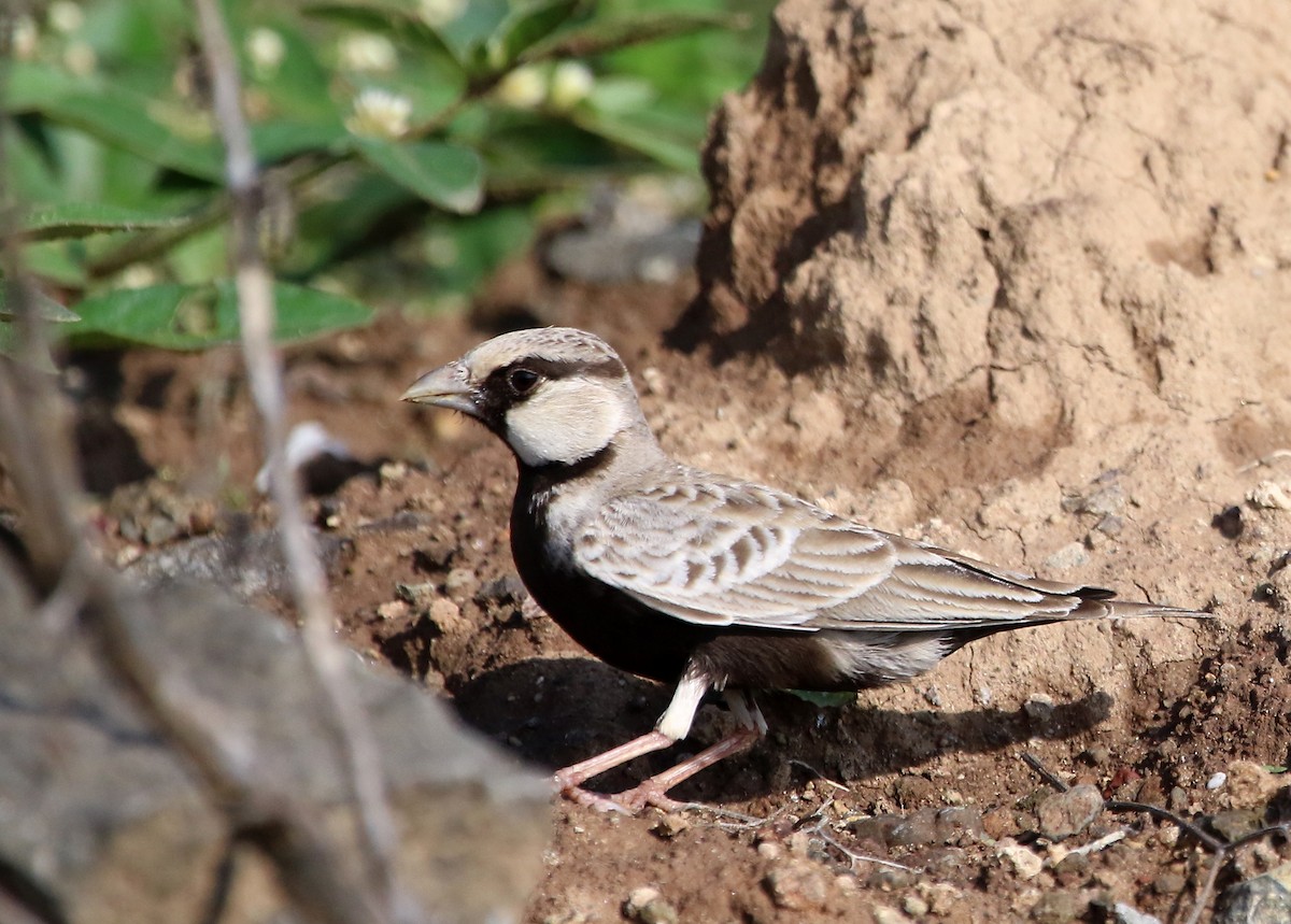 Ashy-crowned Sparrow-Lark - ML70337311