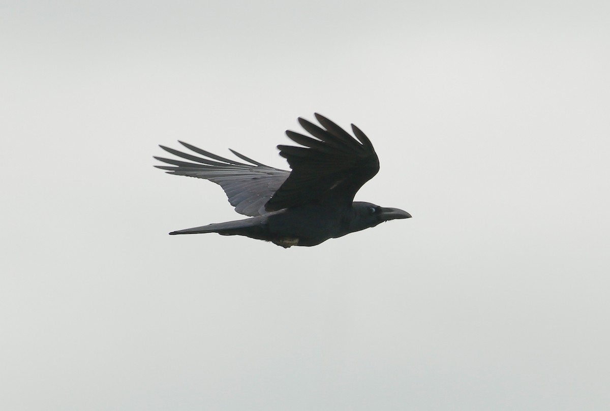 Large-billed Crow - Neoh Hor Kee