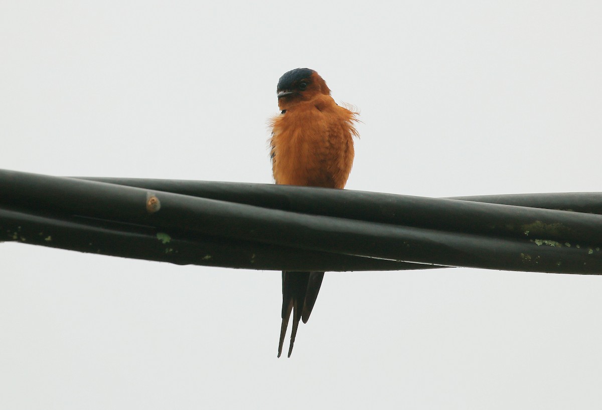 Rufous-bellied Swallow - ML70338481