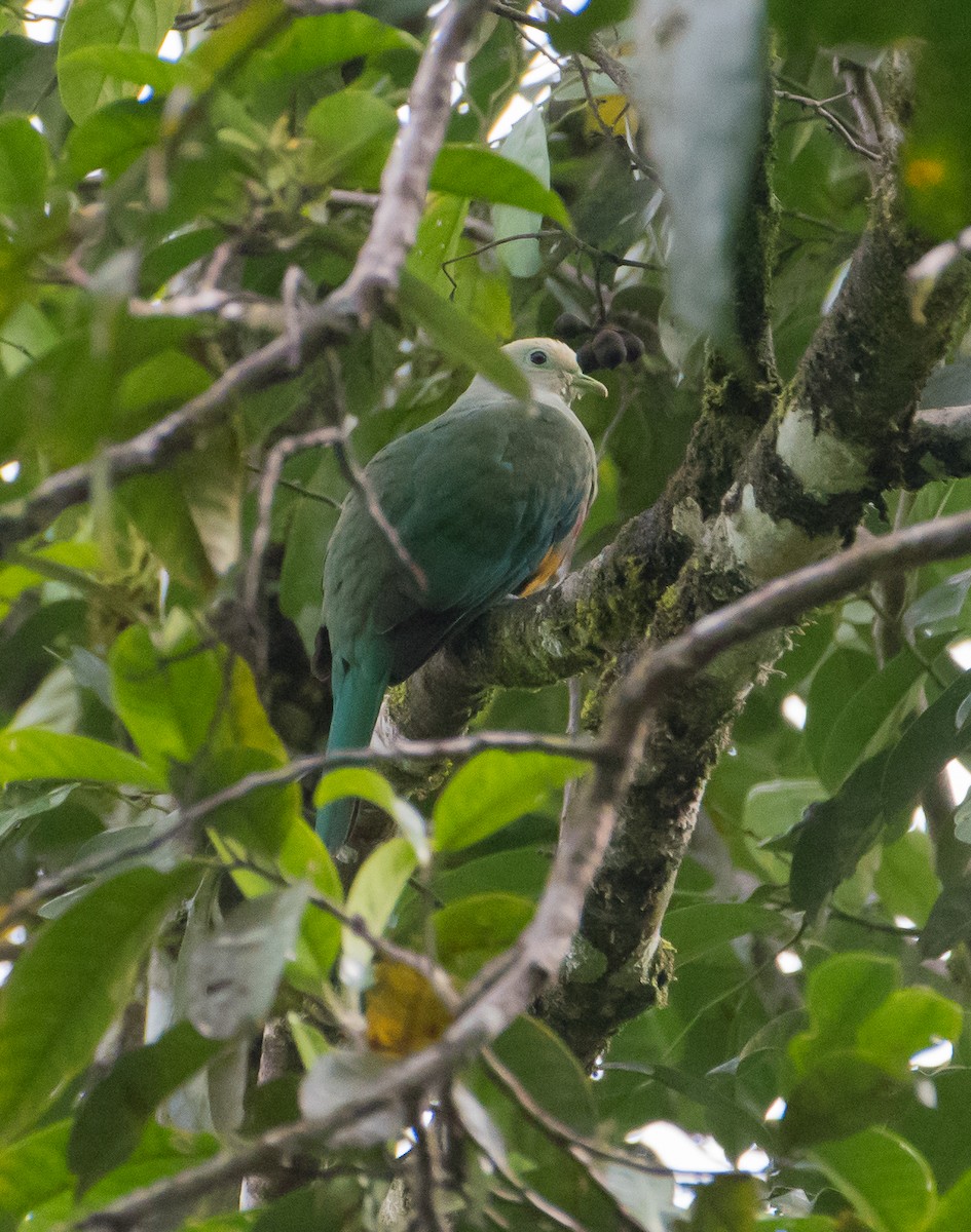 Scarlet-breasted Fruit-Dove - Bill Bacon